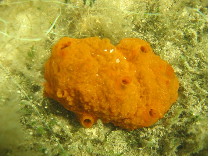 Coll USA 007.JPG